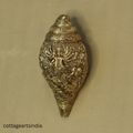 Brass Durga Shankha/Conch